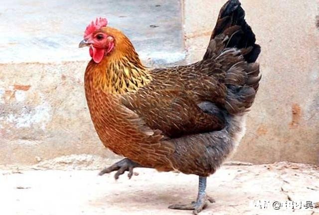 散养鸡怎么打疫苗