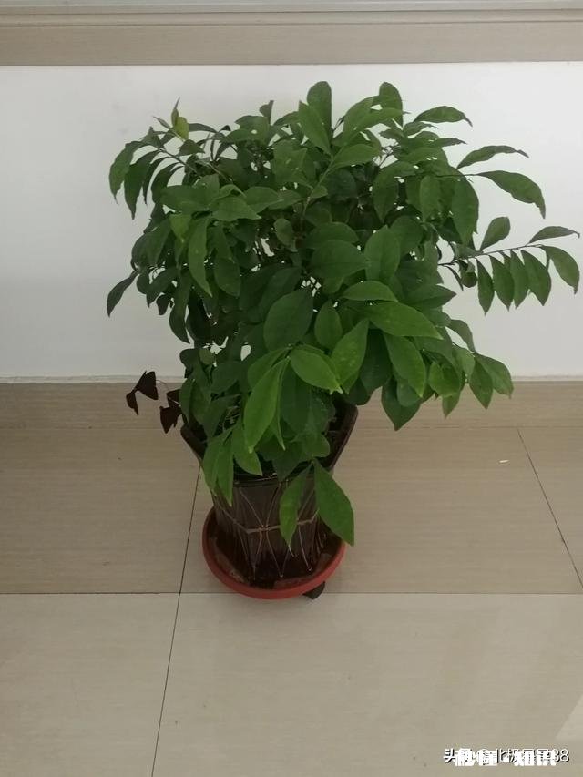 “烟酒不沾、寿命更短”问题出在哪