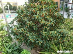 艾炙补法、泻法是什么