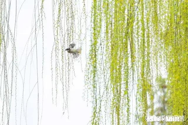 今年过年你加班吗加班费多少