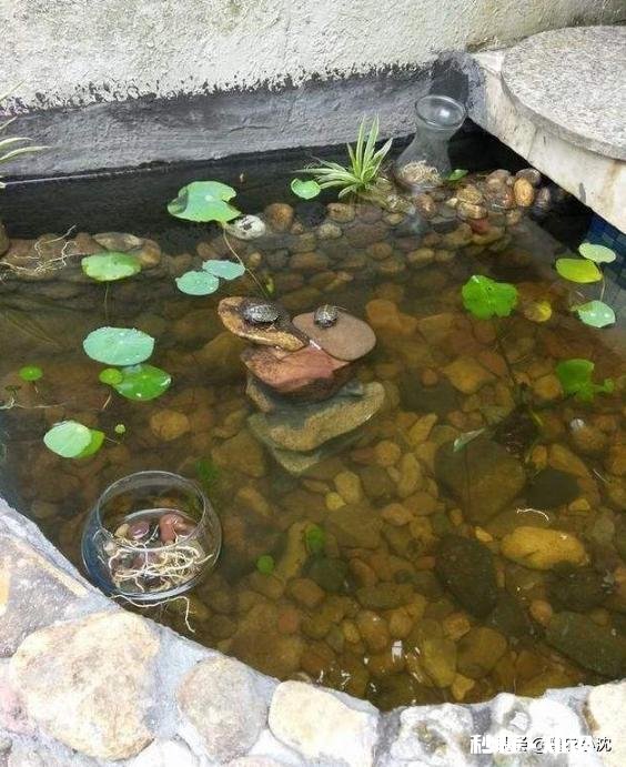 小水泥池混合养鱼的方法