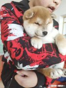 双血统金毛有尴尬期吗