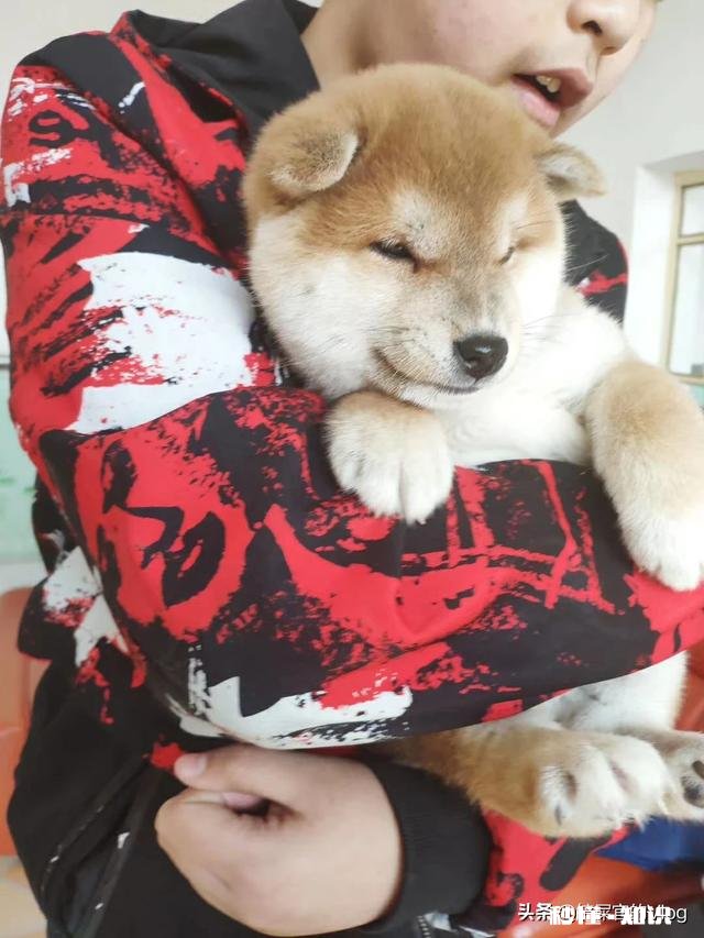 双血统金毛有尴尬期吗