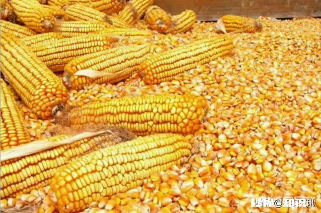 现在玉米价格已上涨到每市斤1.05元，未来还会继续上涨吗上涨幅度大不大