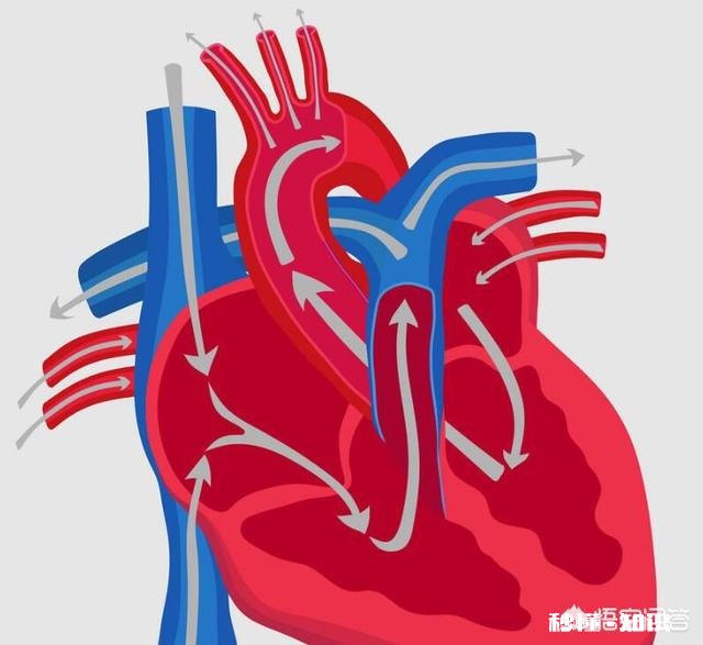 在古代，中医称心脏为什么