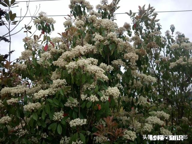 如果有了喜欢的人，应该直接向她表白，还是悄悄地喜欢