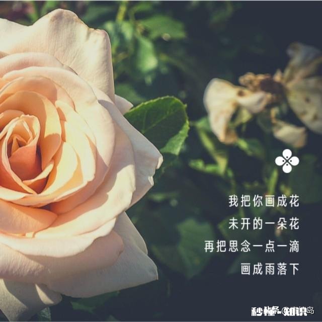 如果有了喜欢的人，应该直接向她表白，还是悄悄地喜欢