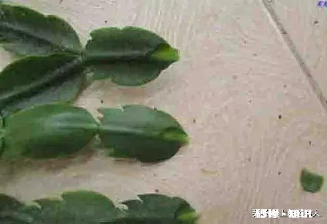 仙人掌嫁接蟹瓜兰什么时候把固定的刺拔下来