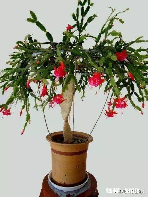 仙人掌嫁接蟹瓜兰什么时候把固定的刺拔下来