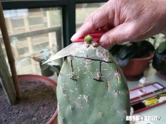 仙人掌嫁接蟹瓜兰什么时候把固定的刺拔下来