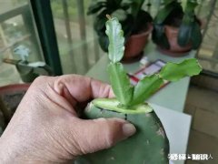 仙人掌嫁接蟹瓜兰什么时候把固定的刺拔下来