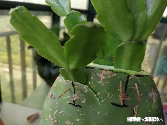 仙人掌嫁接蟹瓜兰什么时候把固定的刺拔下来