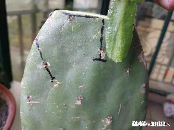 仙人掌嫁接蟹瓜兰什么时候把固定的刺拔下来
