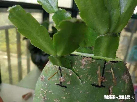 仙人掌嫁接蟹瓜兰什么时候把固定的刺拔下来