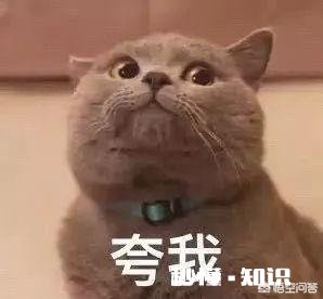 我是27岁的妹子，从未谈过恋爱，和女生很能聊嗨，可是和男生总是无话可说，我该如何中止我的单身狗生涯