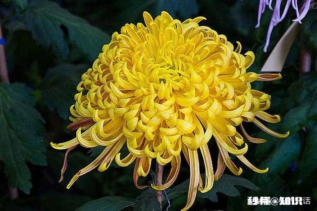 蒲公英配什么喝最护肝