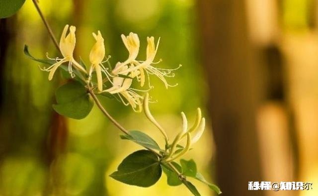 蒲公英配什么喝最护肝