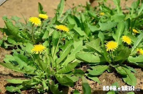 蒲公英配什么喝最护肝