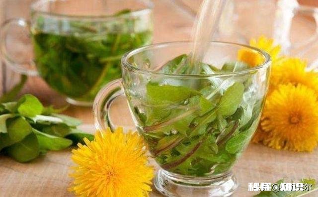 蒲公英配什么喝最护肝