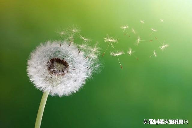 蒲公英配什么喝最护肝