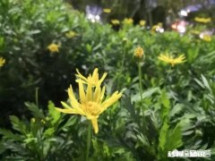 现在有种说法是旅游养老，到时候你会选择吗