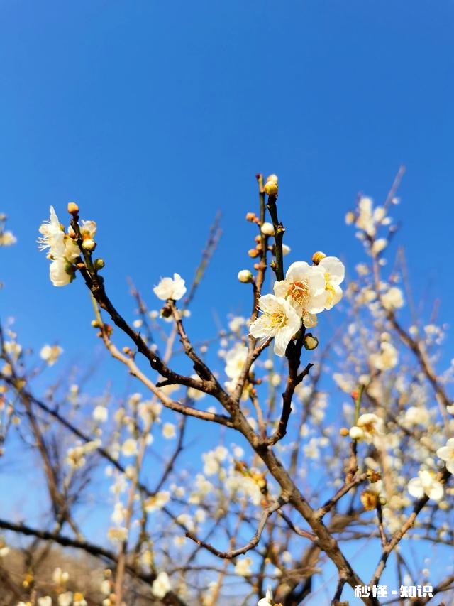 远嫁的女人，想回(是偶尔）娘家过年，这个要求过分吗