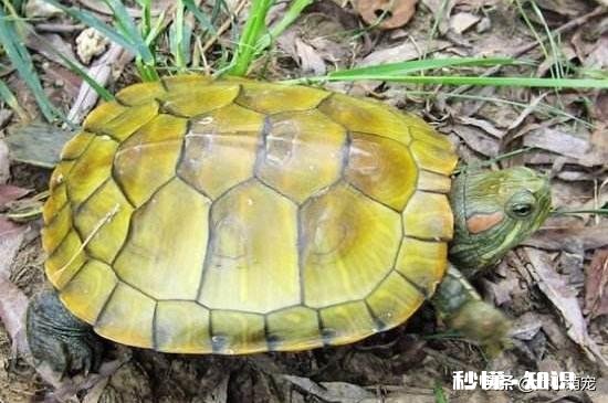 帮我看看我养的巴西龟怎么了