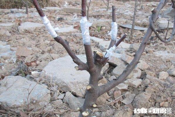 乔化苹果树能用矮化砧木嫁接换头吗