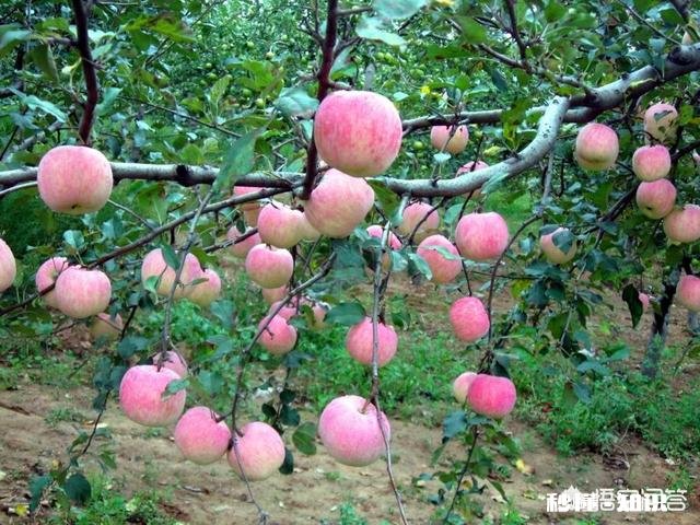 乔化苹果树能用矮化砧木嫁接换头吗