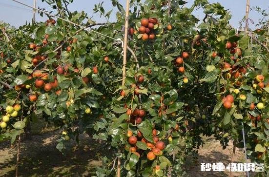 乔化苹果树能用矮化砧木嫁接换头吗