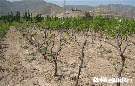 枣树什么时候嫁接