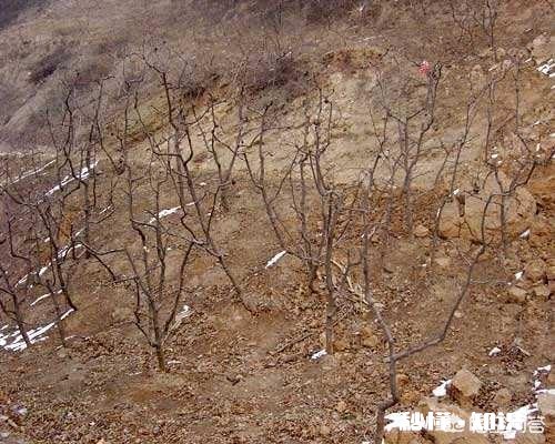 枣树什么时候嫁接