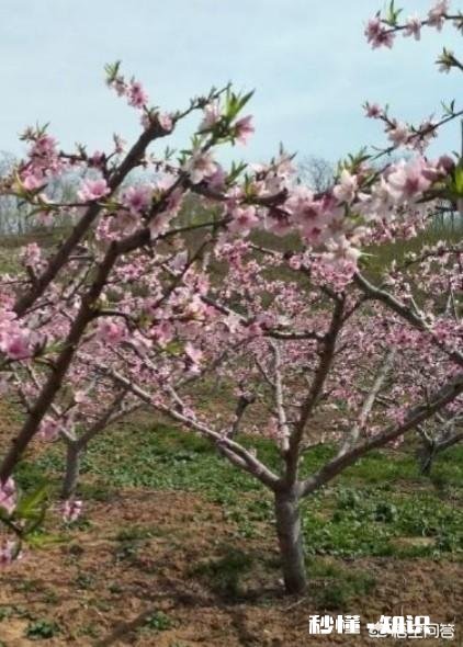 桃树忘了打多效唑，现在还能马上再打吗