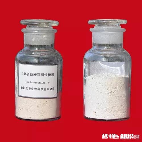 桃树忘了打多效唑，现在还能马上再打吗