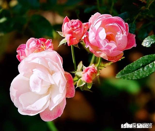 领导的脾气特别差，动辄就大声训斥，但是一心想提拔自己，该离开吗