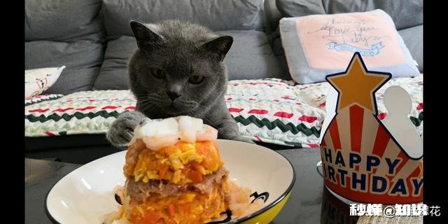 猫咪坐月子吃什么可以不怀孕