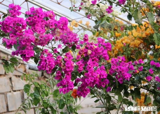 三角梅花只开一支如何浇水施肥