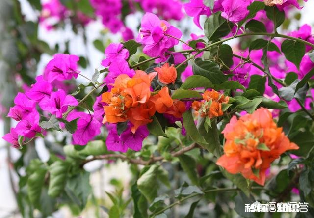 三角梅花只开一支如何浇水施肥