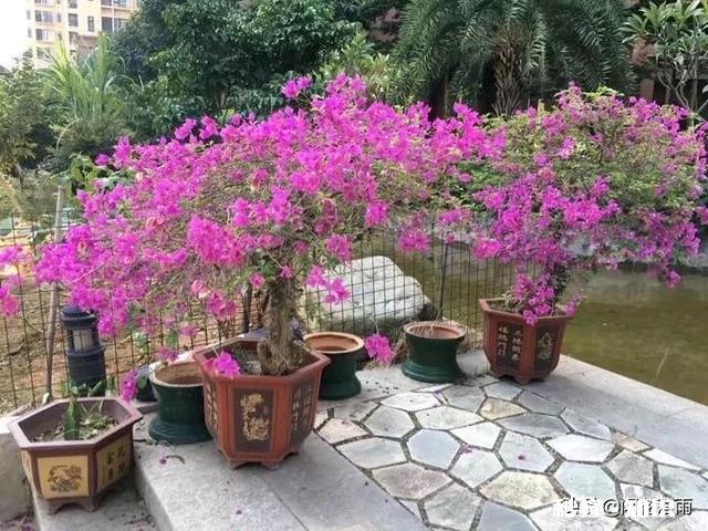 三角梅花只开一支如何浇水施肥