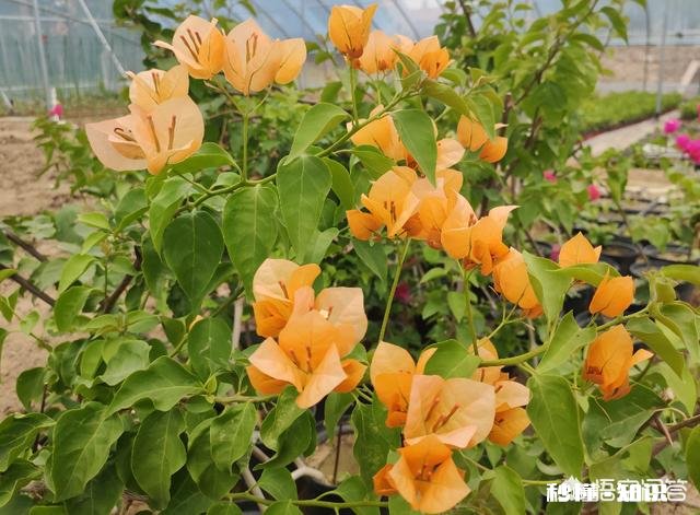 三角梅花只开一支如何浇水施肥