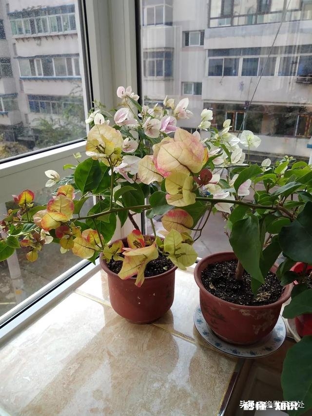 三角梅花只开一支如何浇水施肥