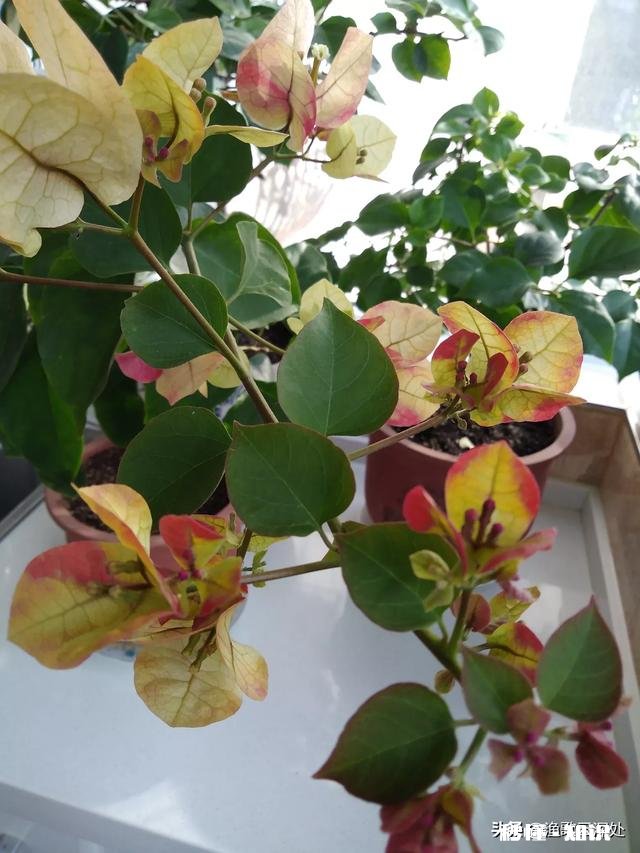 三角梅花只开一支如何浇水施肥