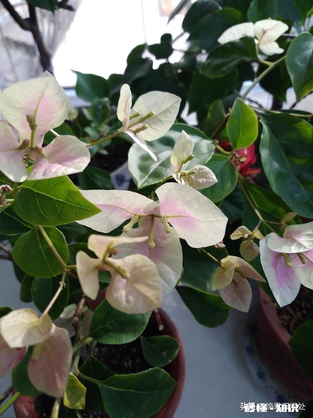 三角梅花只开一支如何浇水施肥