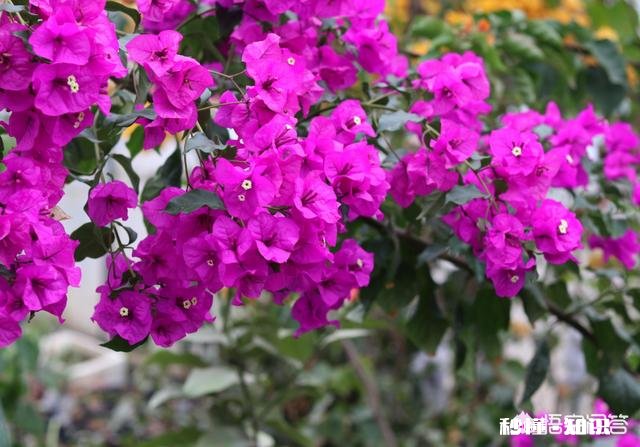 三角梅花只开一支如何浇水施肥