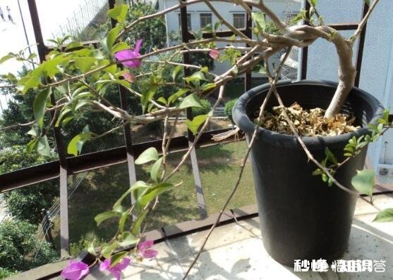 三角梅花只开一支如何浇水施肥