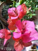 三角梅花只开一支如何浇水施肥