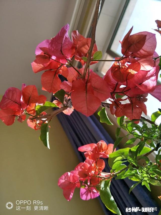 三角梅花只开一支如何浇水施肥