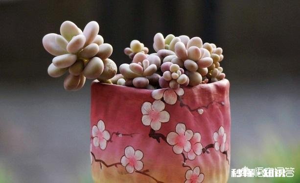 多肉植物作为观赏植物很受人们喜欢，在农村发展多肉种植前景如何哪些品种有市场