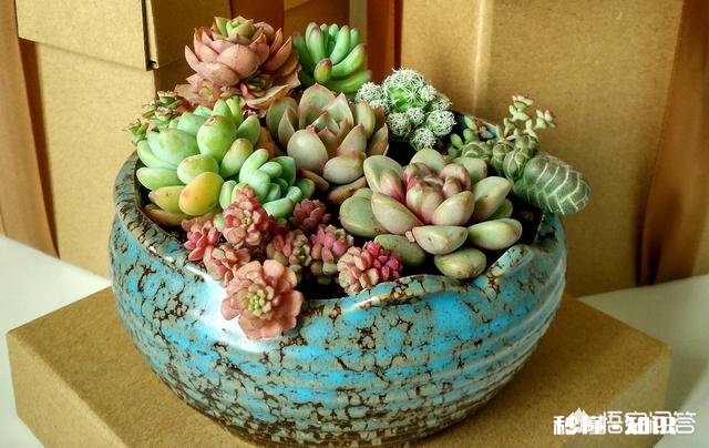 多肉植物作为观赏植物很受人们喜欢，在农村发展多肉种植前景如何哪些品种有市场