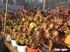 多肉植物作为观赏植物很受人们喜欢，在农村发展多肉种植前景如何哪些品种有市场